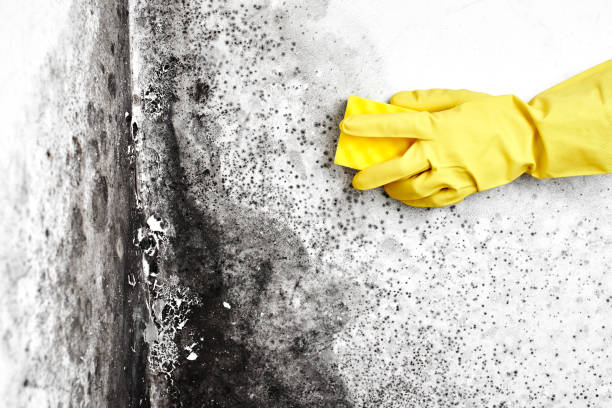 Best Mold Testing and Removal  in Cassopolis, MI