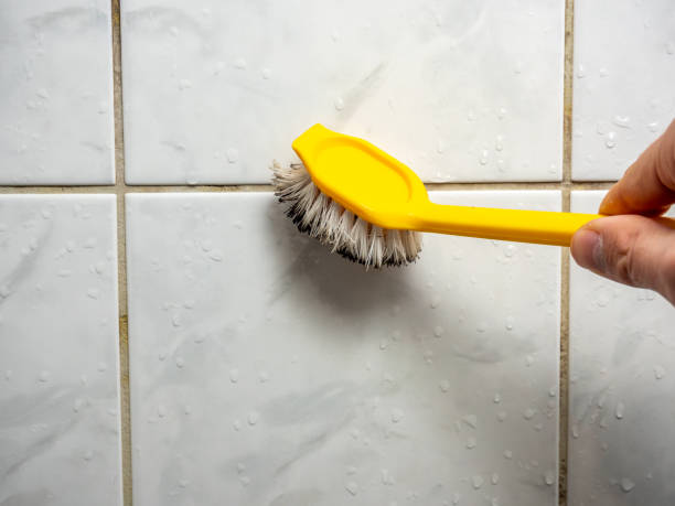 Reliable Cassopolis, MI Mold Removal Solutions