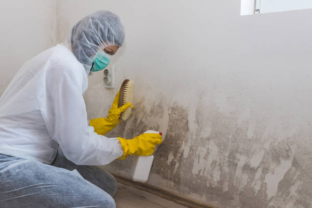Best Black Mold Removal  in Cassopolis, MI