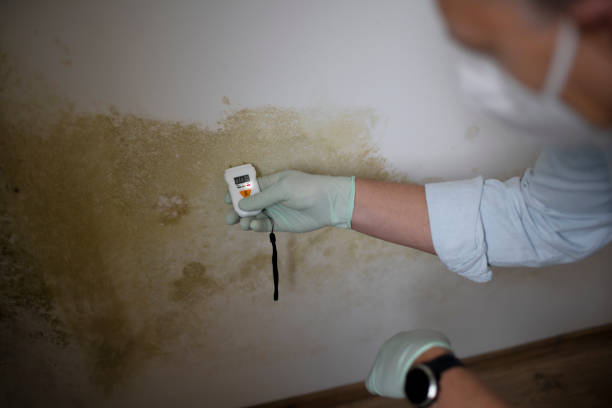 Best Crawl Space Mold Removal  in Cassopolis, MI