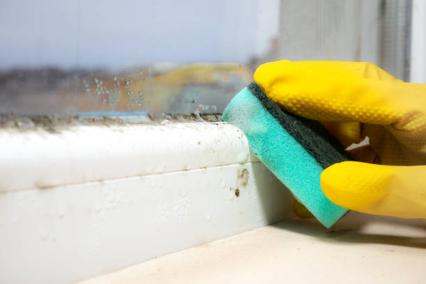 Best Mold Remediation  in Cassopolis, MI
