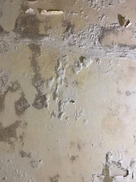 Mold Removal Process in Cassopolis, MI
