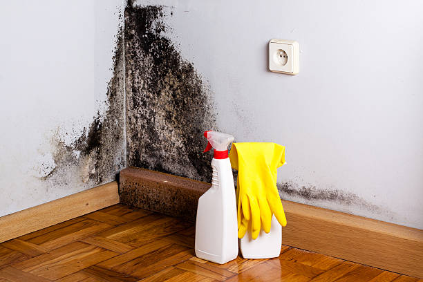 Certified Mold Removal in Cassopolis, MI