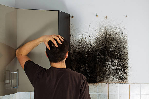 Best Fast Mold Removal  in Cassopolis, MI