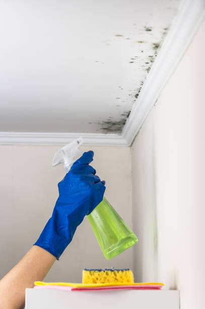 Best Mold Cleaning Services  in Cassopolis, MI
